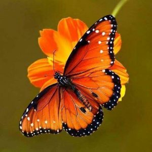 Social Butterfly 300x300